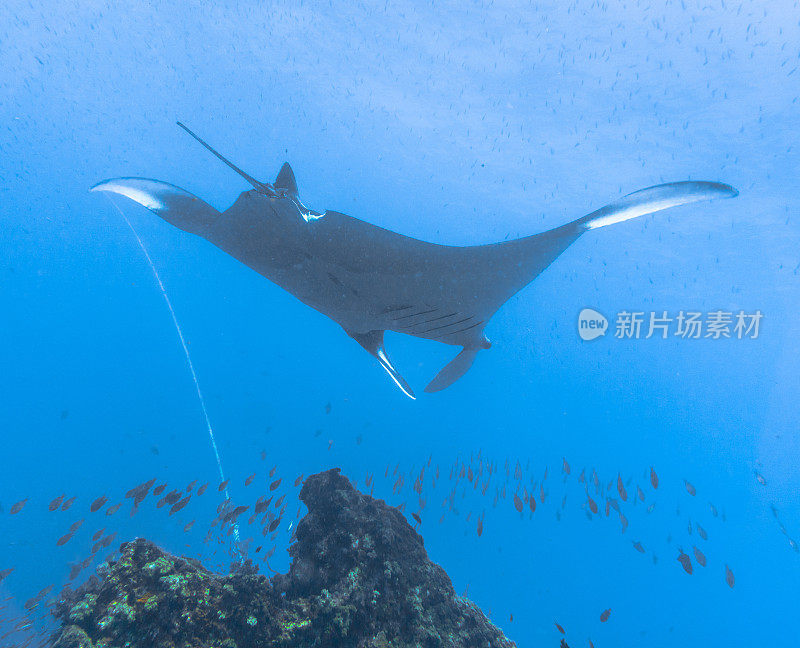 远洋蝠鲼(Manta birostris)游过清洁站。在世界自然保护联盟的红色名单中，这些优雅的动物正在成为野外罕见的景象。